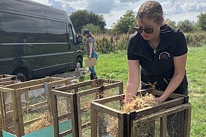 'Release pens' are wooden cages that the water voles will live in until they get used to their new environment and explore