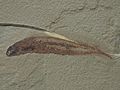 †Paratarrasius hibbardi Carboniferous Bear Gulch, Montana
