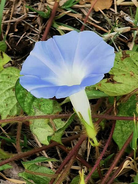 牽牛花 Ipomoea nil 20210321102223 02