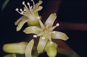 Acronychia acronychioides flowers