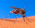 Aedes aegypti biting human
