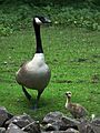 Altvogel und Küken Kanadagans