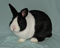 American Grand Champion Dutch Rabbit