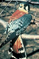 Americankestrel65