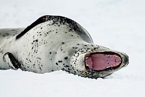 Leopard seal Facts for Kids