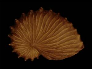 Argonauta bottgeri eggcase.png