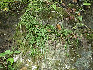 Asplenium rhizophyllum.jpg