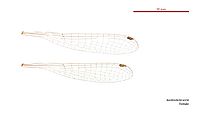 Austrosticta soror female wings (34441865890)