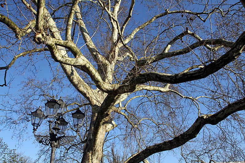 Baden-Baden-Laterne-60-Platane Fieserbruecke-gje