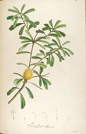 Banksia marcescens-(marginata) crop