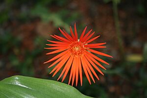 BarbertonDaisy