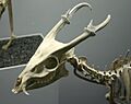 Barking deer skeleton