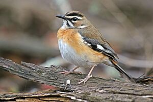 Bearded scrub robin Facts for Kids