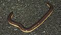 Beddome's Caecilian
