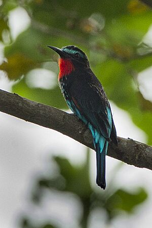 Black Bee-eater - Ghana S4E2547.jpg