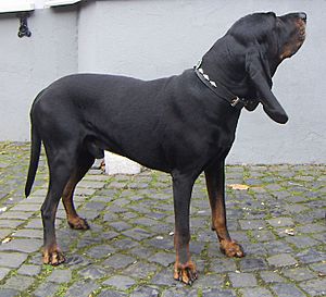 Black and Tan Coonhound.jpg