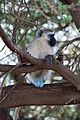 Black faced vervet monkey