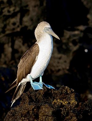 Blue-footed Booby by Graham Racher