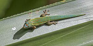 Blue-tailed day gecko (Phelsuma cepediana) 2