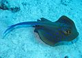 Bluespotted Ribbontail Ray, Taeniura lymma at Sataya Reef, Red Sea, Egypt -SCUBA (6395392561)