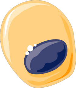 Bone forming cells - Osteoblasts 3 -- Smart-Servier.png