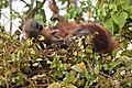 Bornean Orangutan in nest