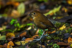 Brown-banded Antpitta - Colombia S4E1780.jpg
