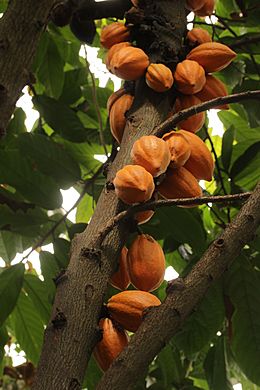 Cacao Tree - Theobroma cacao - panoramio