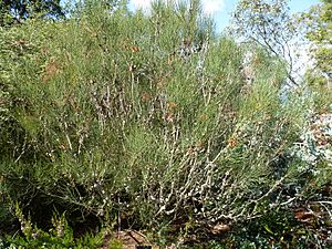 Calothamnus gilesii (habit)