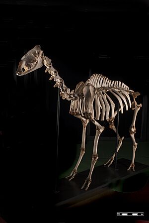 Camel skeleton at MAV-USP