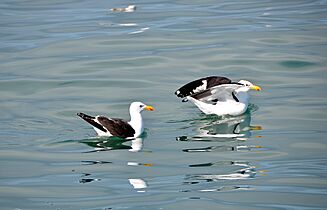 Cape gulls, South Africa
