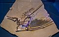 Cast of Rhamphorhynchus muensteri 02 - Pterosaurs Flight in the Age of Dinosaurs