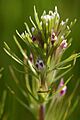 Castilleja brevistyla