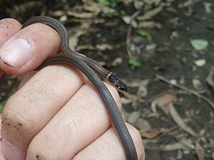 Centipede Snake (Tantilla armillata) (17847993585).jpg