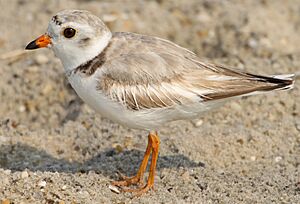 Charadrius melodus -Cape May, New Jersey, USA-8