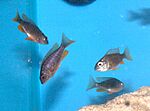 Copadichromis borleyi Red Fin