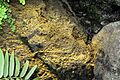 Cyathea smithii6