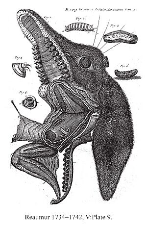 DeerBotFlyReaumur