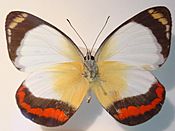 Delias mysis The Union Jack Butterfly