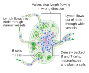 Diagram of a lymph node CRUK 022