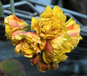 Double-flowered Oxalis compressa