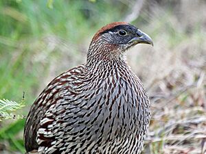 Erckel's Francolin RWD4