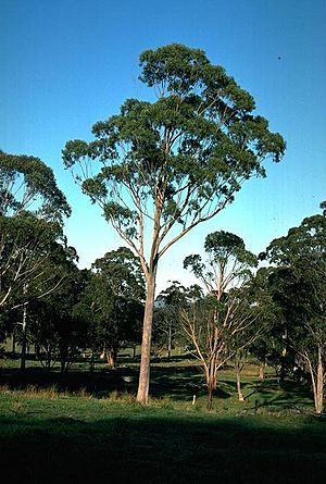 Eucalyptus andrewsii habit.jpg