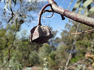 Eucalyptus kingsmillii fruit