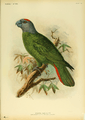 Extinctbirds1907 P18 Amazona martinicana0317