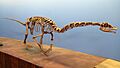 Falcarius