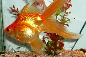 Fan tailed goldfish