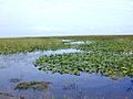 Florida freshwater marshes usgov image
