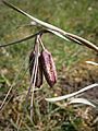 Fritillaria nigra (buds) 03