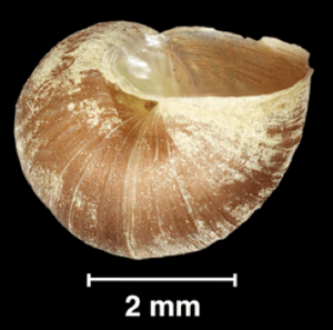 Galba schirazensis shell 5
